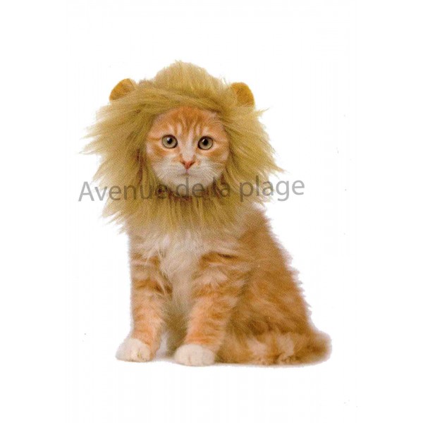 Crinière de lion pour chat