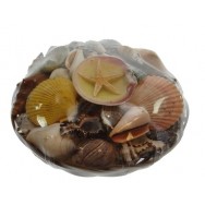 Panier de coquillages 20 cm
