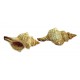 Coquillage Fasciolaria 15 - 17 cm