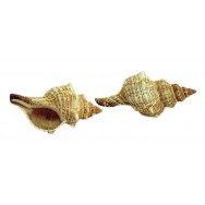Coquillage Fasciolaria 13 - 17 cm
