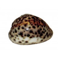 Coquillage Tigrine 7 à 10 cm
