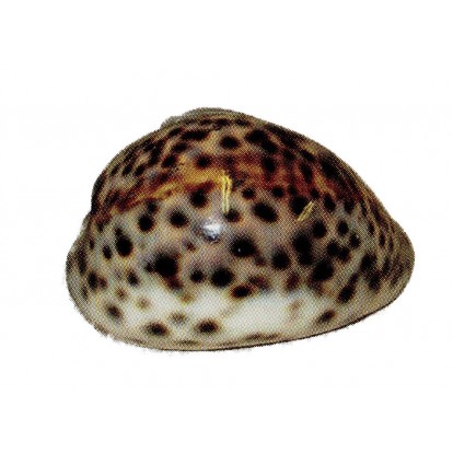 Coquillage Tigrine 7 à 10 cm