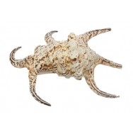 Coquillage Lambis Chiragra 18-22 cm