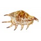 Coquillage Lambis Lambis 13-17 cm