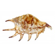 Coquillage Lambis Lambis 13-17 cm