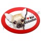 Magnet J'aime mon Chihuahua