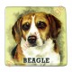 Magnet chien Beagle