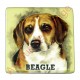 Magnet chien Beagle