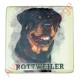 Magnet chien Rottweiler
