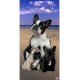 Serviette de plage bouledogues français