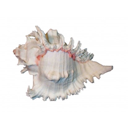 Coquillage Murex Ramosus 15-17 cm