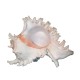 Coquillage Murex Ramosus 15-17 cm