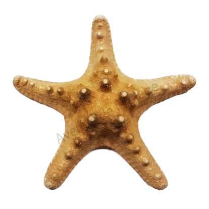Étoile de mer 10 - 15 cm