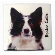 Magnet Border Collie