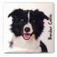 Magnet Border Collie B