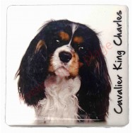 Magnet Cavalier King Charles tricolore