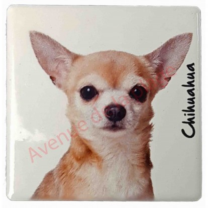 Magnet Chihuahua poils courts