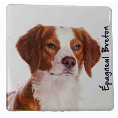 Magnet Épagneul Breton