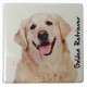 Magnet Golden Retriever A
