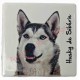 Magnet Husky de Sibérie