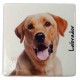 Magnet Labrador sable