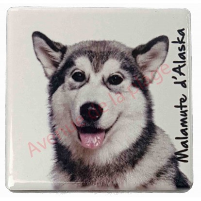 Magnet Malamute d'Alaska
