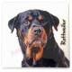 Magnet Rottweiler A