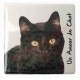 Magnet Chat noir